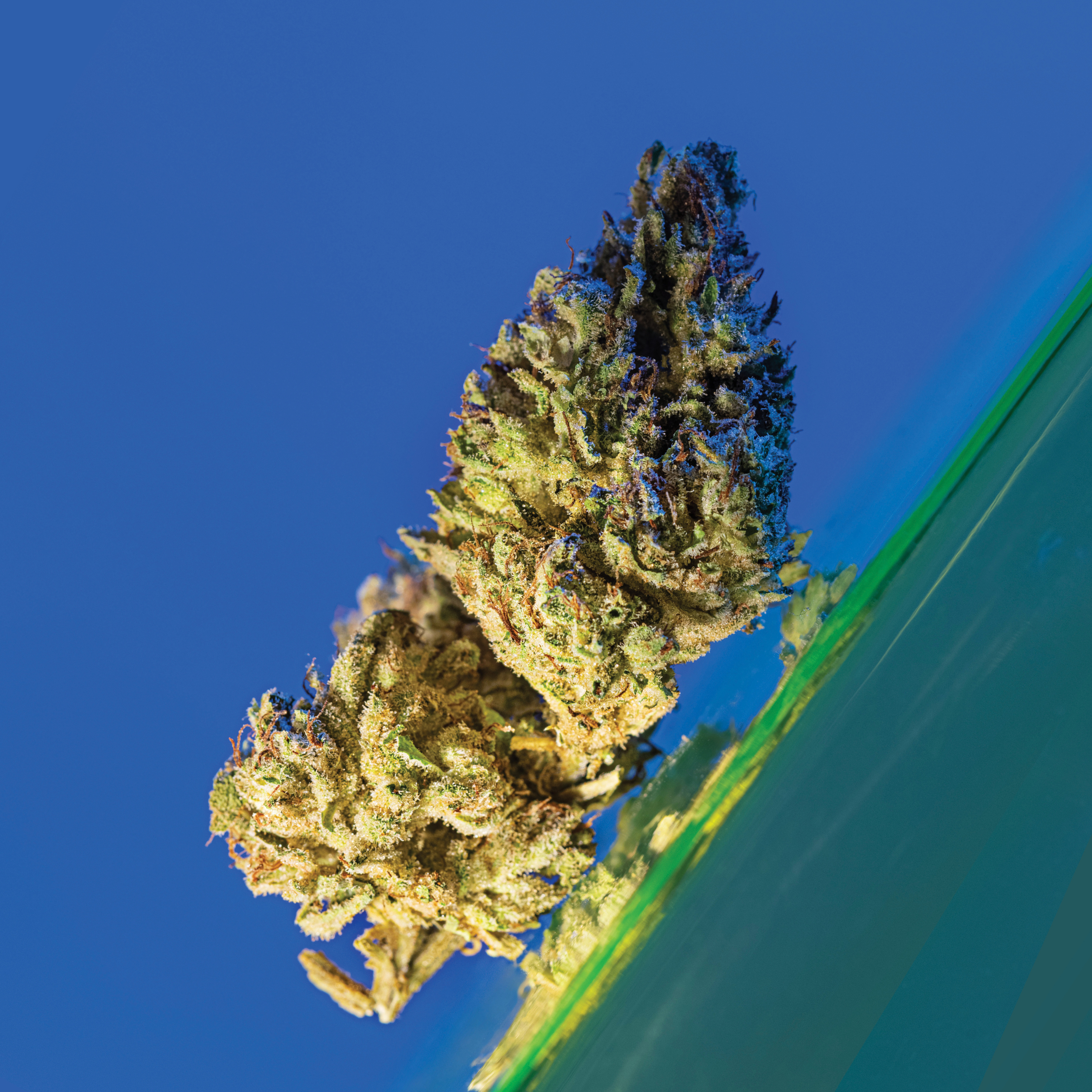 Gorilla Glue
